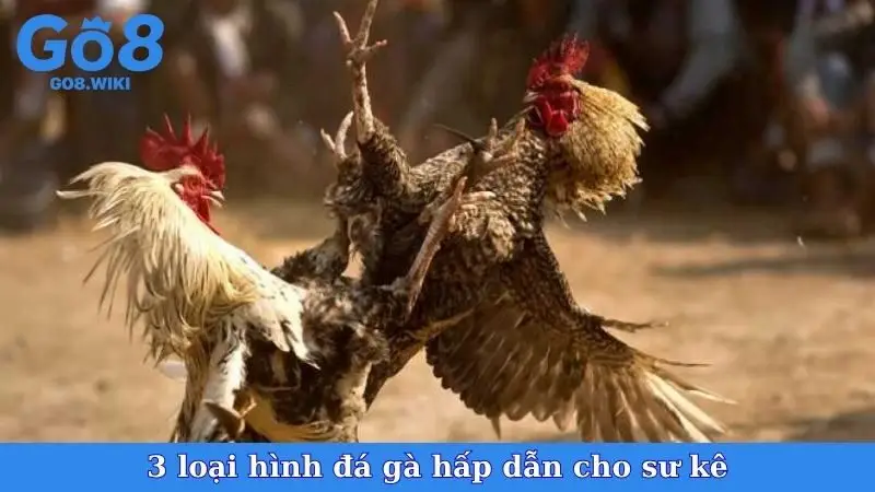 3 loại hình đá gà hấp dẫn cho sư kê