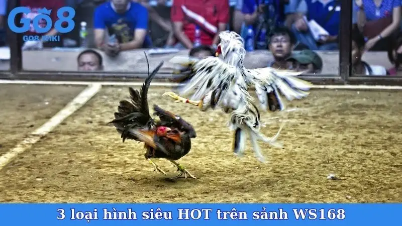 3 loại hình siêu HOT trên sảnh WS168