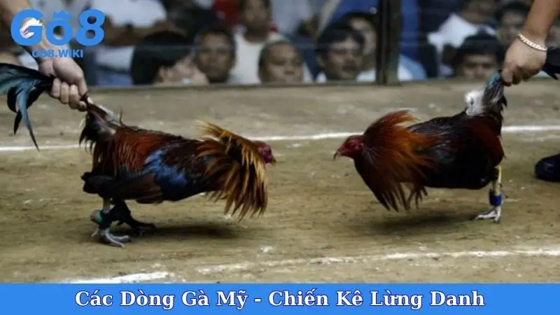 Các Dòng Gà Mỹ - Chiến Kê Lừng Danh