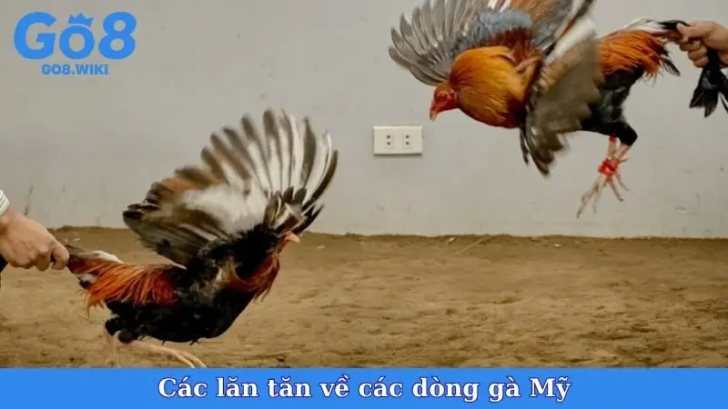Các lăn tăn về các dòng gà Mỹ