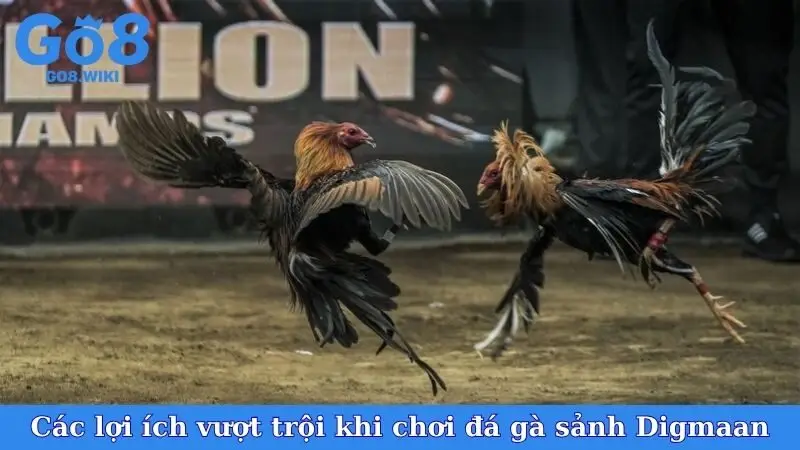 Các lợi ích vượt trội khi chơi đá gà sảnh Digmaan