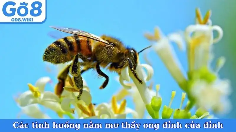 Các tình huống nằm mơ thấy ong đỉnh của đỉnh
