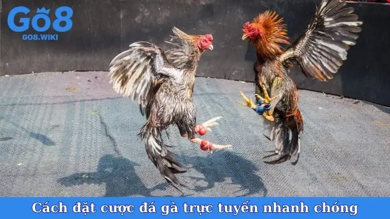 Cách đặt cược đá gà trực tuyến nhanh chóng