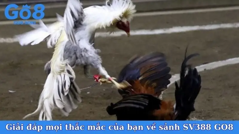 Giải đáp mọi thắc mắc của bạn về sảnh SV388 GO8