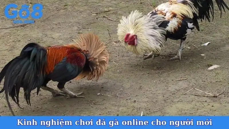 Kinh nghiệm chơi đá gà online cho người mới