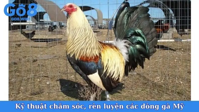 Kỹ thuật chăm sóc, rèn luyện các dòng gà Mỹ
