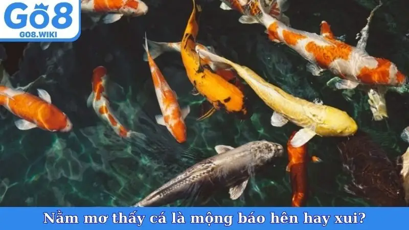 Nằm mơ thấy cá là mộng báo hên hay xui?