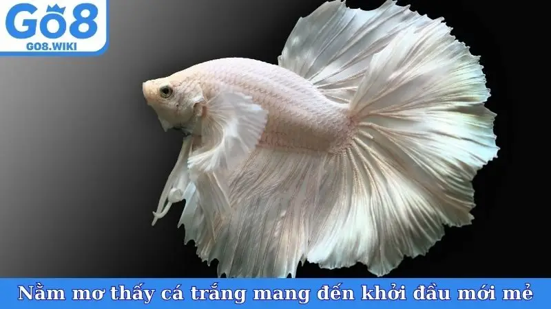 Nằm mơ thấy cá trắng mang đến khởi đầu mới mẻ
