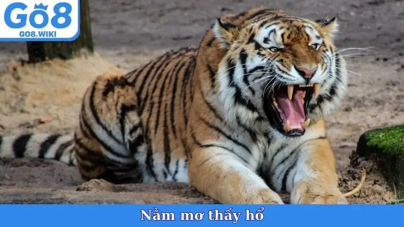 Nằm Mơ Thấy Hổ