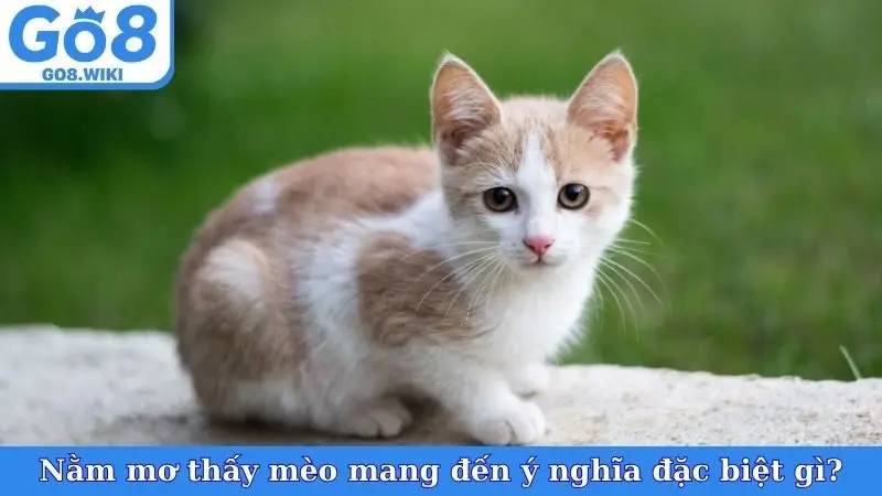 Nằm mơ thấy mèo mang đến ý nghĩa đặc biệt gì?