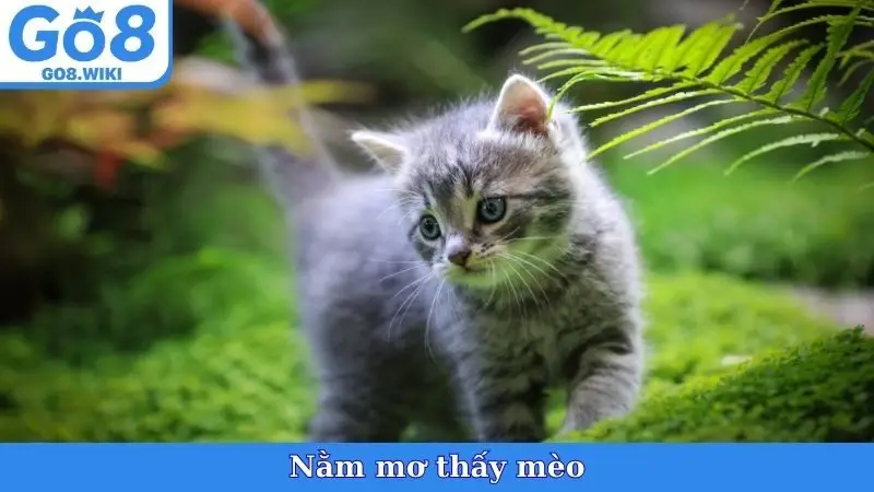 Nằm Mơ Thấy Mèo