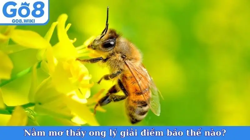Nằm mơ thấy ong lý giải điềm báo thế nào?