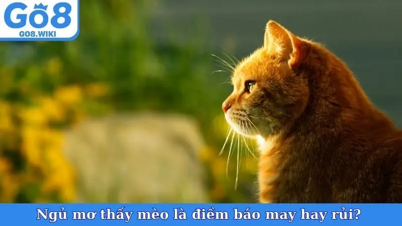 Ngủ mơ thấy mèo là điềm báo may hay rủi? 