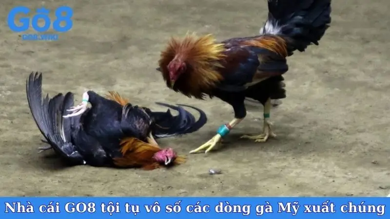 Nhà cái GO8 tội tụ vô số các dòng gà Mỹ xuất chúng