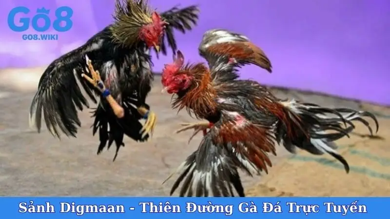 Sảnh Digmaan - Thiên Đường Gà Đá Trực Tuyến