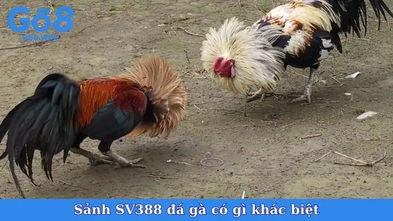 Sảnh SV388 đá gà có gì khác biệt