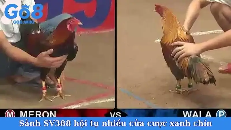 Sảnh SV388 hội tụ nhiều cửa cược xanh chín