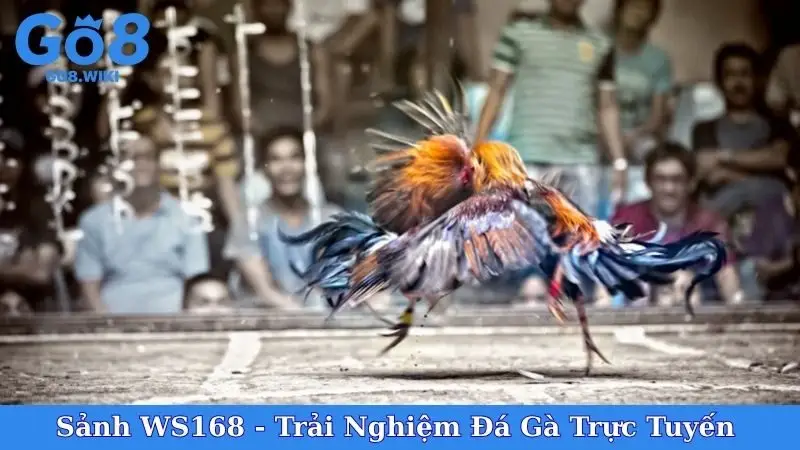 Sảnh WS168 - Trải Nghiệm Đá Gà Trực Tuyến