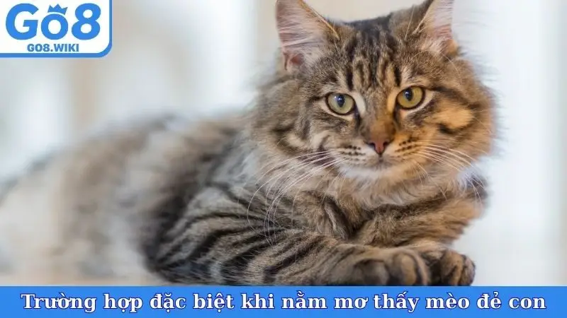 Trường hợp đặc biệt khi nằm mơ thấy mèo đẻ con