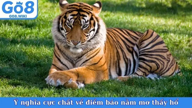 Ý nghĩa cực chất về điềm báo nằm mơ thấy hổ